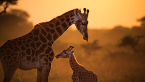 Giraffes in a tender moment with their calf, showcasing maternal love at dawn